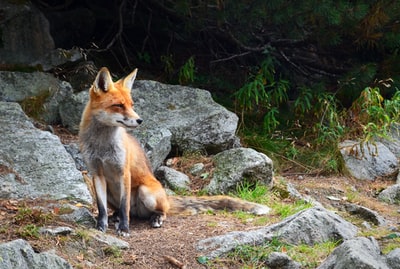 狐狸站在有岩石的棕壤上